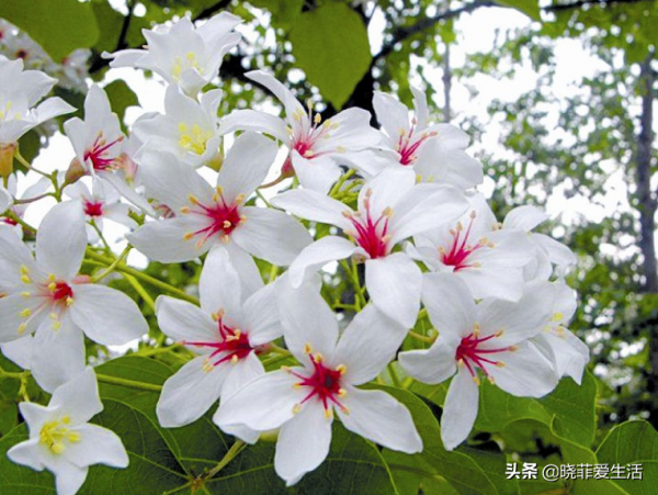 漂亮的有毒花！認識20種“大毒花”，遠離危險