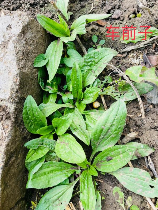 自己動手製作山東小豆腐