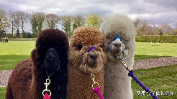 羊駝可以治療焦慮症？英國各地的動物解壓法真的可行
