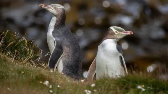 結局是這樣的：我們是如何將獨特的本土企鵝推向滅絕的