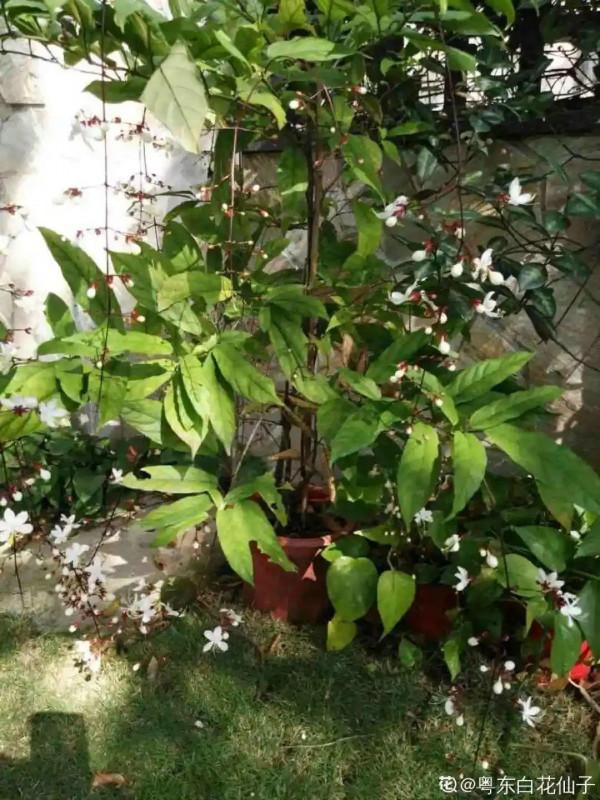 1種“仙女花”，開花像一串白蝴蝶，垂下來變瀑布