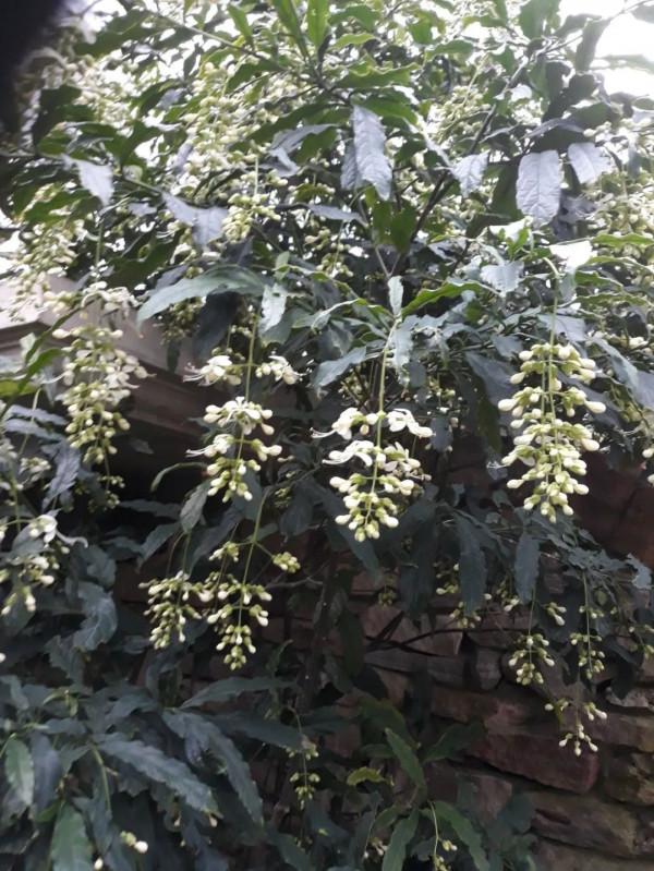 春節前後特別受歡迎的垂茉莉，別急著買，看看它適不適合你養