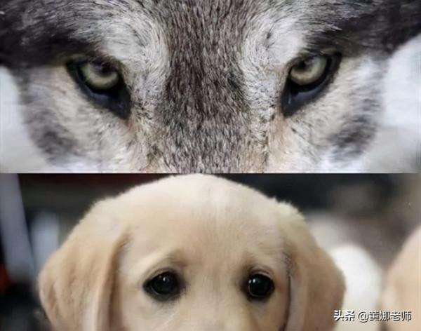 心機野狼如何被“招安”成了溫順家犬:很多時候,就是餓的 心機野狼如何被“招安”成了溫順家犬:很多時候,就是餓的