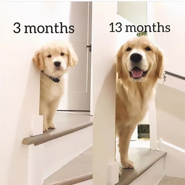 一文告訴你：如何判斷狗狗的年齡，一般看這5個地方就懂了