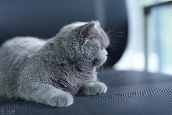 貓咪被咬傷口流膿怎麼辦