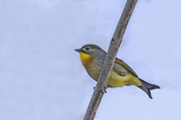 相思鳥,你怎能如此迷人? 相思鳥,你怎能如此迷人?