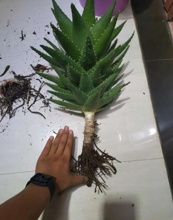 秋季養蘆薈，三件事抓緊做，根粗壯葉飽滿，側芽瘋冒