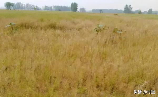 好事!土地整治後,農村的住房也迎來治理,危房、爛房都這樣處理 好事!土地整治後,農村的住房也迎來治理,危房、爛房都這樣處理