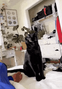 40張奇特而有趣的貓照片，看了讓人心情愉快