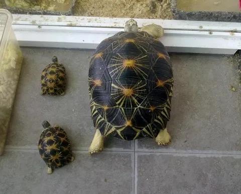 養龜小知識（所有圖片均來源於網路和）