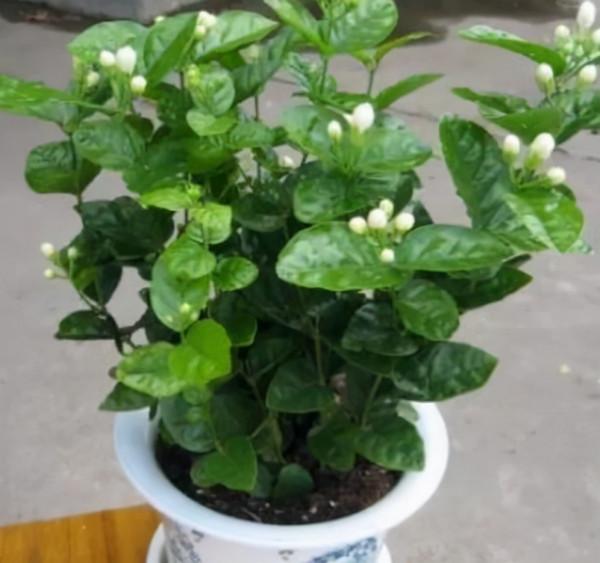 預防盆栽缺鐵黃葉，使用硫酸亞鐵容易氧化，我們可以選擇其他方法