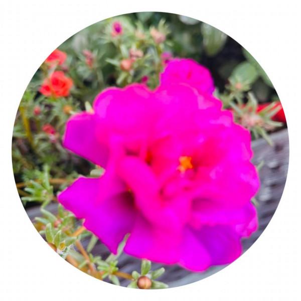 空中花園成就了我的夢想