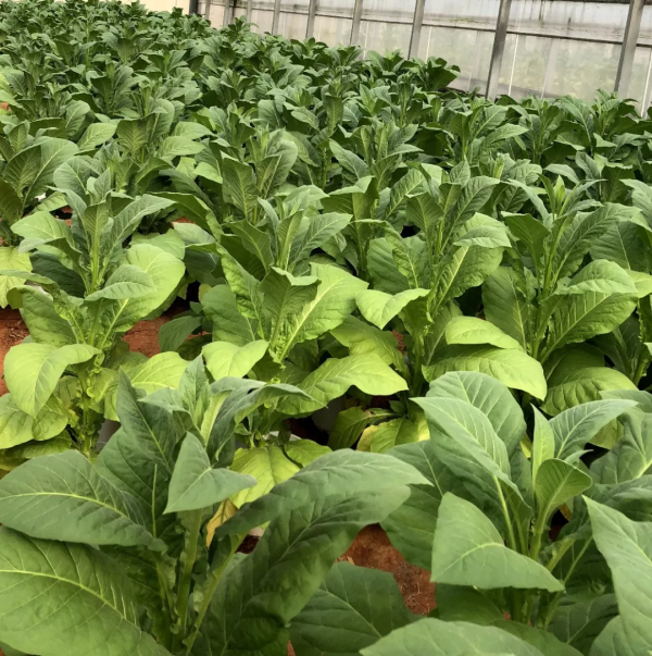 理性設計植物生物酶，提高生物量和光合效率丨換訪河南農業大學王