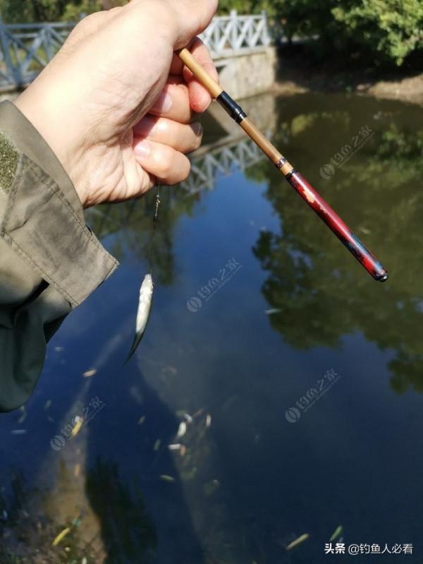 那個釣蝦仔又來了，順便開光新做的小物竿