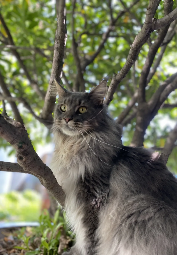 毛森森小朋友的職業規劃 毛森森小朋友的職業規劃