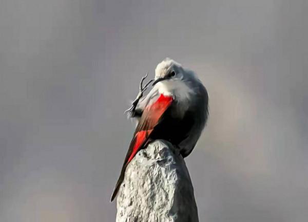 被稱為“懸崖上的蝴蝶”的它落戶北京啦！快來看