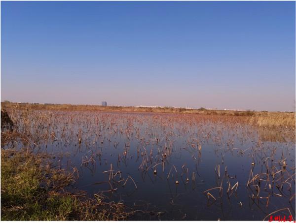 再玩傳統,感覺不再漁獲善可 再玩傳統,感覺不再漁獲善可