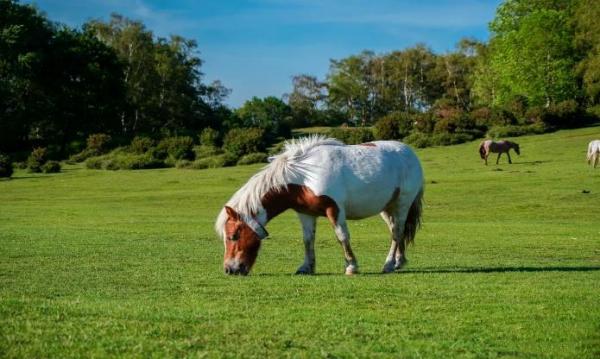 萌寵來啦!這個秋天,我們相約白馬澗 萌寵來啦!這個秋天,我們相約白馬澗