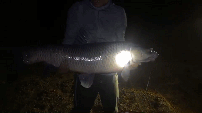 安徽一男子釣上“青魚王”，差不多和人一樣高，用了幾百斤的窩料