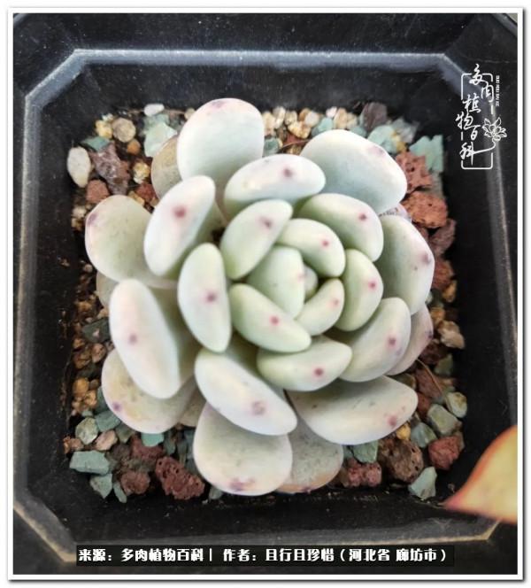 多肉的前世今生——論那些多肉的變化