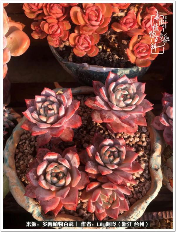 多肉是一個人的狂歡，小城多肉花壇準備出道啦