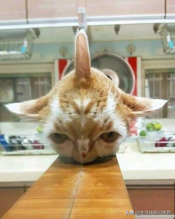 超治癒，50張可愛的寵物抓拍照片