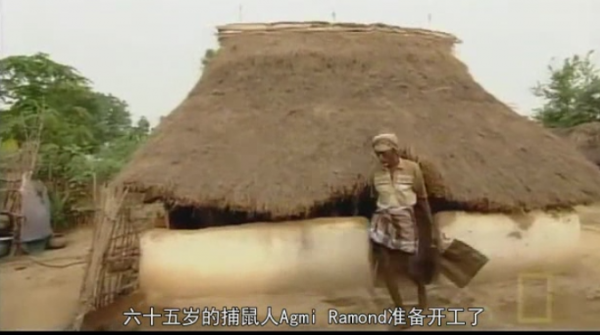 這就是印度捕鼠人一家的午飯，6只老鼠，烤焦了沾咖哩又香又脆