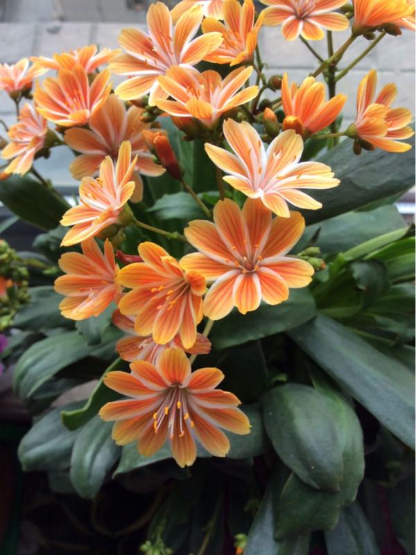 四季都能開花的植物,家裡養一盆,一年四季有花看 四季都能開花的植物,家裡養一盆,一年四季有花看