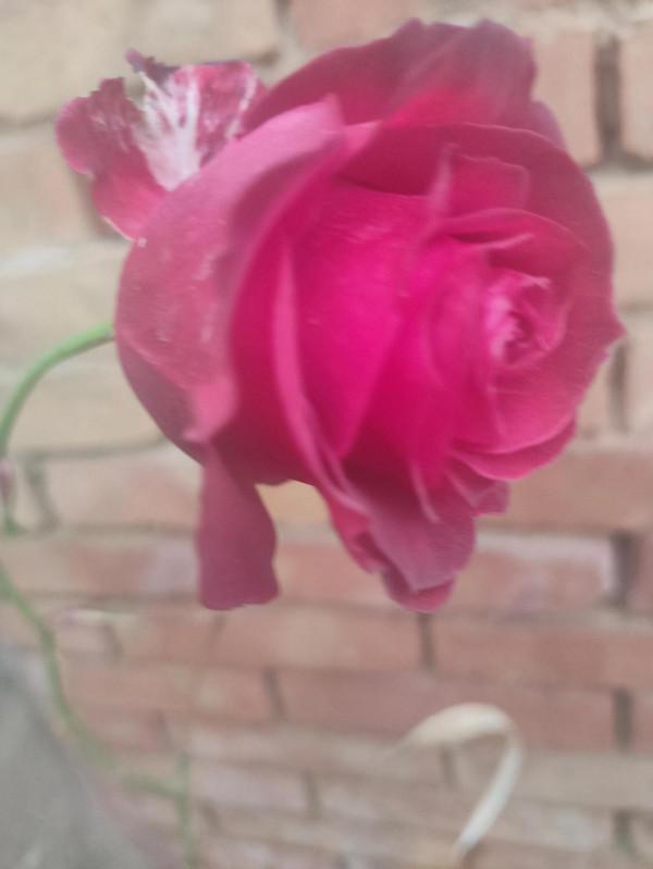 我的花花正開時--天上仙葩天外仙，俗塵汙濁夢也濁