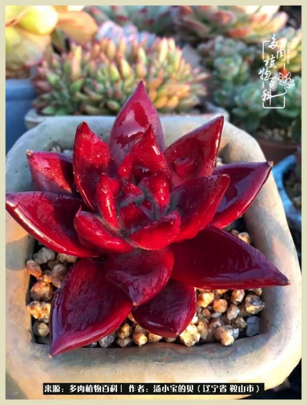 大東北的漫長冬季，我與多肉一起冬眠