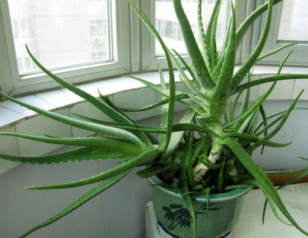 3種“健康花”,可以吸收甲醛!人養花,花養人 3種“健康花”,可以吸收甲醛!人養花,花養人