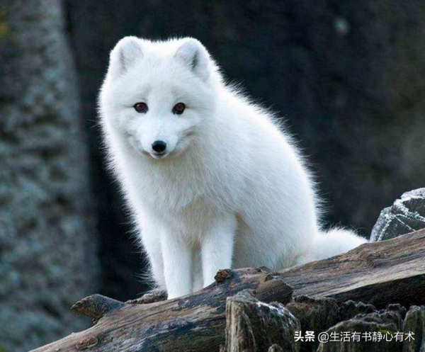 漲知識，擁有天使般的微笑“北極狐”
