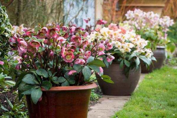 九種洋氣花，名字很“難聽”，建議別嫌棄，養好了也能美出天際