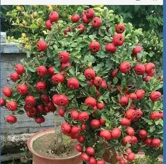 分享~~~小盆景 大世界 小巧玲瓏 精美絕倫 冬日裡一抹紅 美醉啦