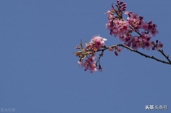 讓人心疼的姐姐