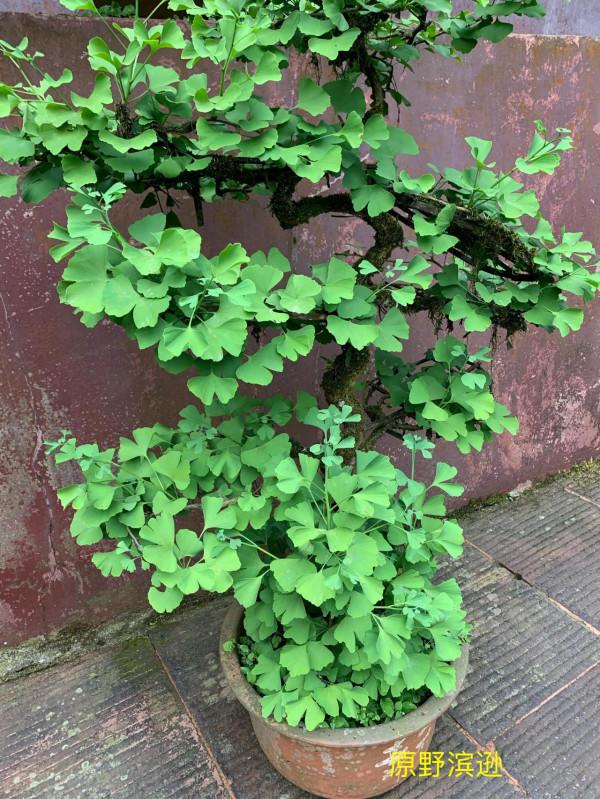賞秋景登峨眉山