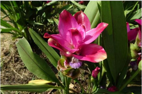 冬天養綠蘿,不如養塊“姜”,入土30天,長出“大荷花” 冬天養綠蘿,不如養塊“姜”,入土30天,長出“大荷花”