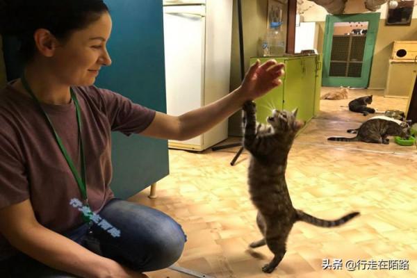 為感謝服役277年的貓咪,俄羅斯冬宮博物館操碎了心 為感謝服役277年的貓咪,俄羅斯冬宮博物館操碎了心