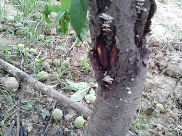 桃樹流膠怎麼辦？預防是關鍵