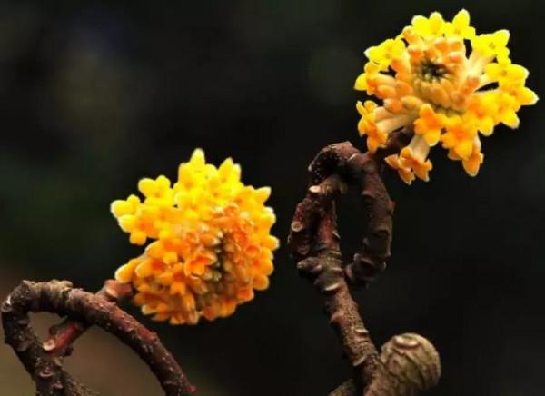 美麗的 結香花 美麗的 結香花