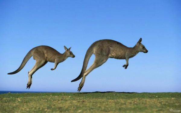 真要殺死300只袋鼠？澳洲政府：安置它們太費錢