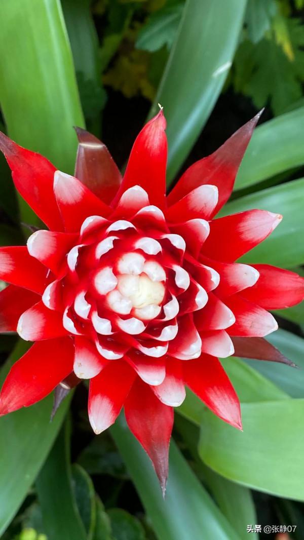 正月裡賞花過大年 正月裡賞花過大年