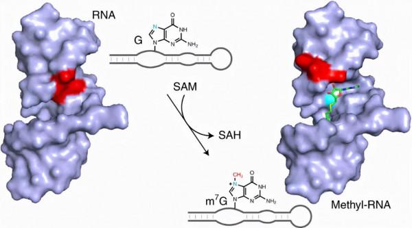 Nature Catalysis | 新研究發現首個SAM依賴的甲基轉移酶核酶