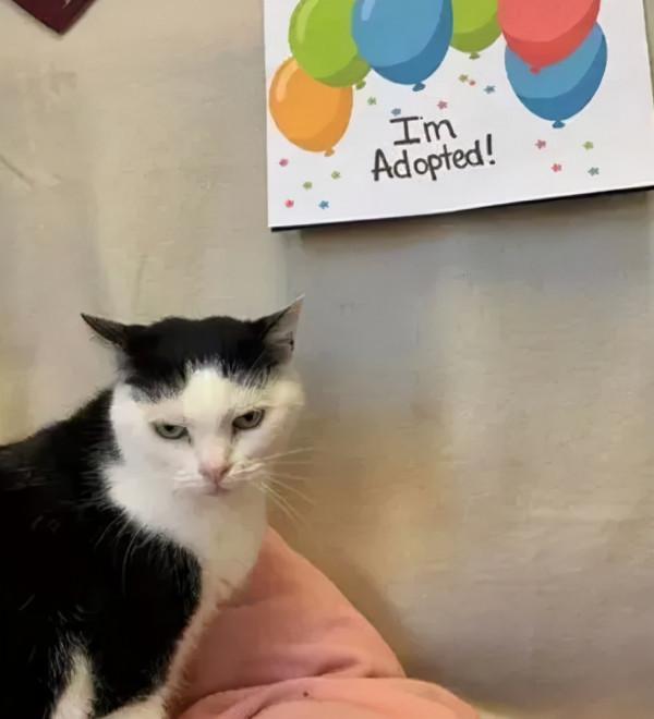 如何搞定世界上最壞的貓咪？這對鏟屎官給出了自己的答案