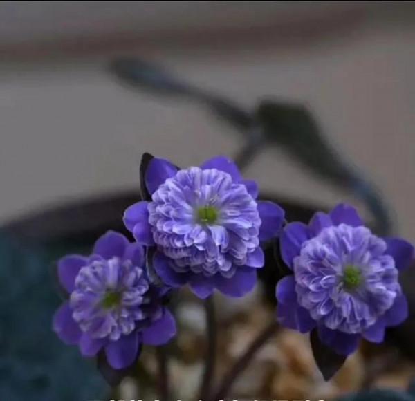 雪割草，漂亮而名貴的花