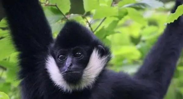 《動物世界千奇百怪》之一 《動物世界千奇百怪》之一