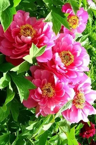 唐詩共賞（一）