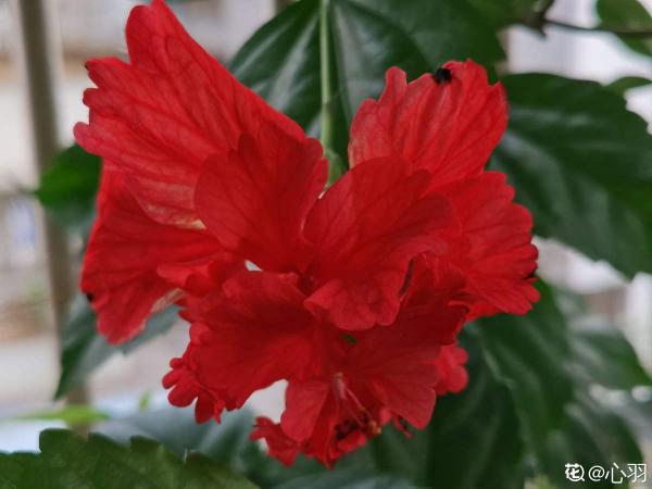 6種植物,就因為諧音不好,父母不惜和我大吵一架 6種植物,就因為諧音不好,父母不惜和我大吵一架