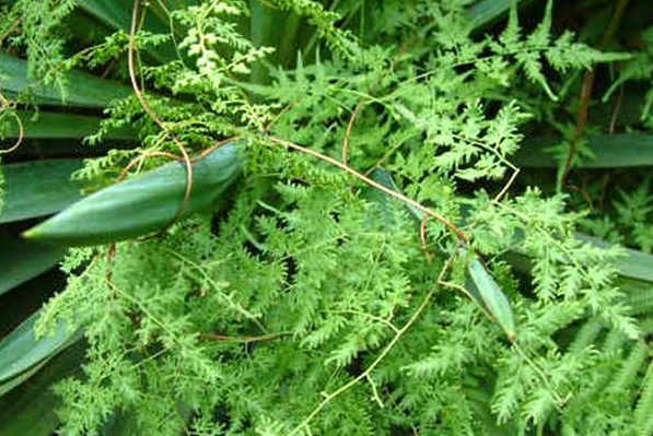 農村路邊不起眼的野草，實際上是清熱止疼的良藥