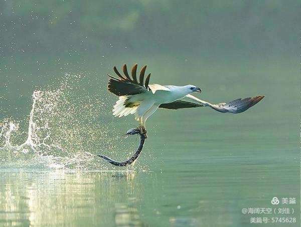 鳥類空中的戰鬥機&mdash;&mdash;白腹海雕